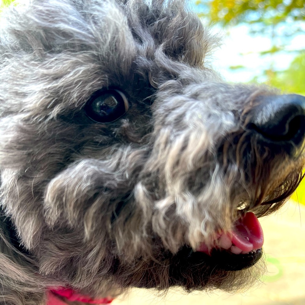 Meet your Posher, Shamica